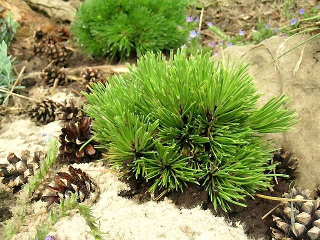 Sosna bośniacka Schmidtii Pinus Heldreichii Schmidtii Najmniejsza
