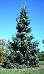 pokrywają całą roślinę 57. Świerk serbski sp. Picea omorica sp.