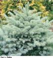 21. Świerk kłujący Glauca Globosa Picea pungens Glauca Globosa