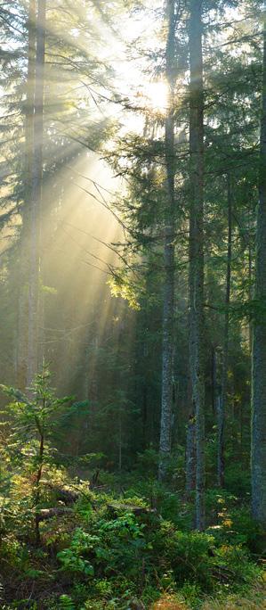 Filozofia firmy Terranova uosabia idee kompletnego odżywiania i doskonałego samopoczucia. pozwól, aby wewnątrz Ciebie zalśniła natura Witamy w firmie Terranova, życzymy miłej podróży!