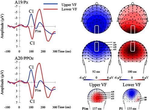 visual C1 (65-90 ms) powstaje w 1-rzędowej korze wzrokowej (striate cortex BA17) polaryzacja różna w zależności od lokalizacji bodźca