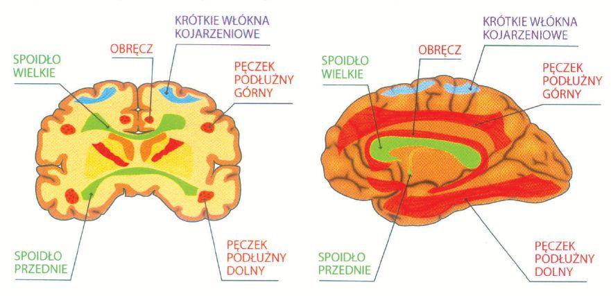 Kresomózgowie parzyste włókna istoty białej 25 Rodzaje włókien istoty białej: Kojarzeniowe, asocjacyjne, wewnątrzpółkulowe: biegną