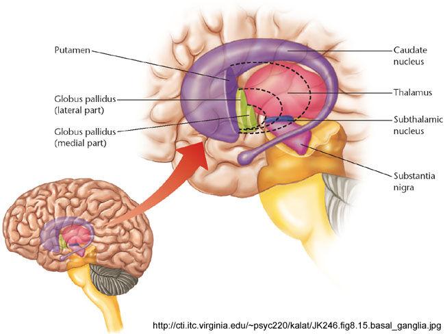 (nucleus accumbens ) Funkcja modulują naszą aktywność ruchową, by była płynna i efektywna 3 pętle: ruchowa, poznawcza, limbiczna Kresomózgowie parzyste -