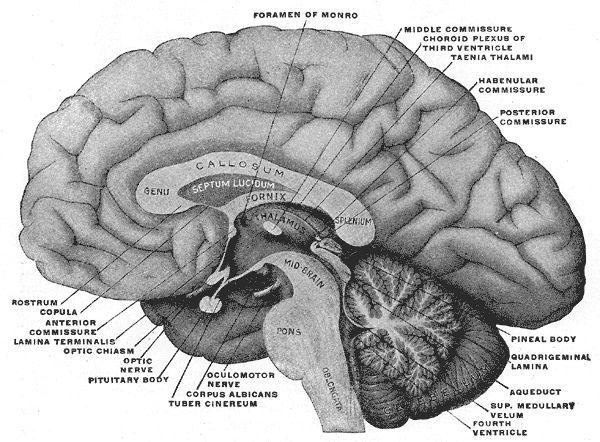 Neurotransmitery Nazewnictwo neuronów i synaps Cholinergiczne acetylocholina Dopaminergiczne dopamina GABA-ergiczne kwas gammaaminomasłowy