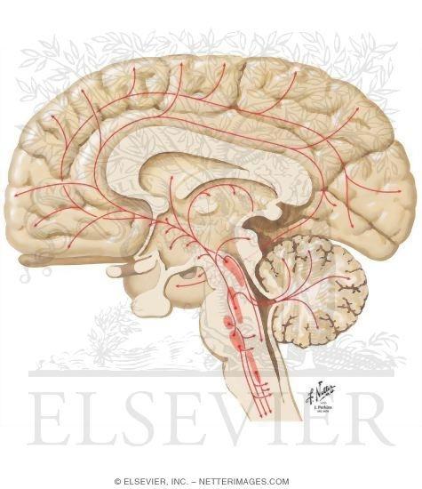 51 Systemy biochemiczne mózgowia Szlaki serotoninergiczne: Układ regulacji nastroju Neurony serotoninergiczne na wszystkich piętrach pnia mózgu, najwięcej w jądrach szwu Biegną do większości struktur