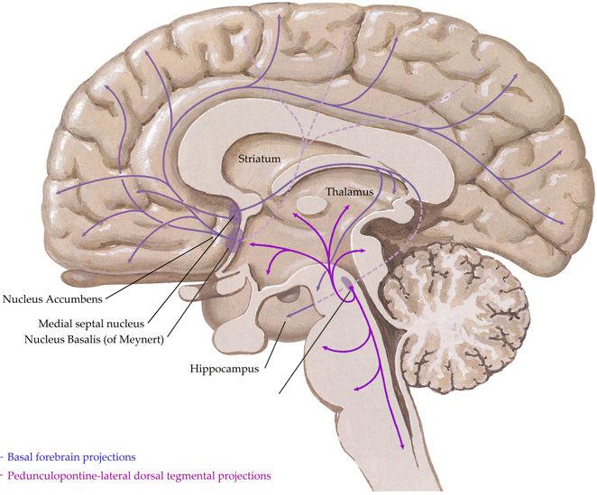 57 Systemy biochemiczne mózgu Szlaki dopaminergiczne Ze śródmózgowia: leki neuroleptyczne, przeciwpsychotyczne, które wpływają na zachowanie w schizofrenii, zaburzeniach obsesyjno-kompulsyjnych,