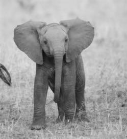 badaniach różnorodności biologicznej Czy słoń