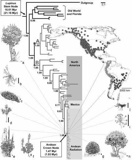 ewolucyjnie wieku andyjska linia łubinu (Lupinus) jest niezwykle zróżnicowana pod względem morfologii oraz