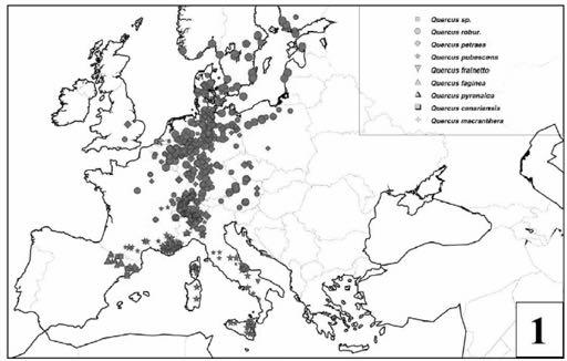 południu Europy W okresie interglacjałów rośliny migrowały na północ Na terenie Polski drzewa pojawiły się ok. 10-12 tys.