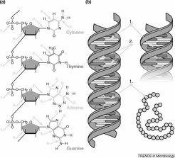 Degradacja DNA w materiale kopalnym DNA kopalne może ulec: 1)