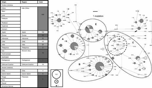 MJNs showing the relationships and clustering the mtdna CR (205 bp) from worldwide, Chilean Araucana, pre-columbian, and ancient Pacific/Polynesian chickens. Figure 2.