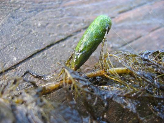 Turion wywłócznika okółkowego Myriophyllum verticillatum Turion (łac. turio, pąk zimowy, pąk przetrwalny, zimujące pąki śpiące) forma rozmnażania i przetrwalnikowa wielu roślin, głównie wodnych (np.