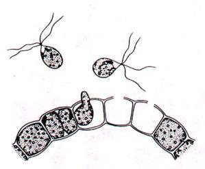 ROZMNAŻANIE PRZEZ ZARODNIKI Zarodniki (spora) pojedyńcza komórka rozrodcza zdolna do odtworzenia nowego organizmu MITOSPORY jeśli powstają z podziału mitotycznego np.