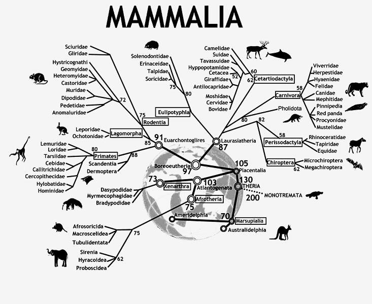 Przykłady ontologii: proste taksonomie Taksonomia (gr.