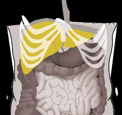 1. Wątroba Wątroba jest największym narządem wewnątrz jamy brzusznej. Znajduje się za żebrami, po prawej stronie ciała.