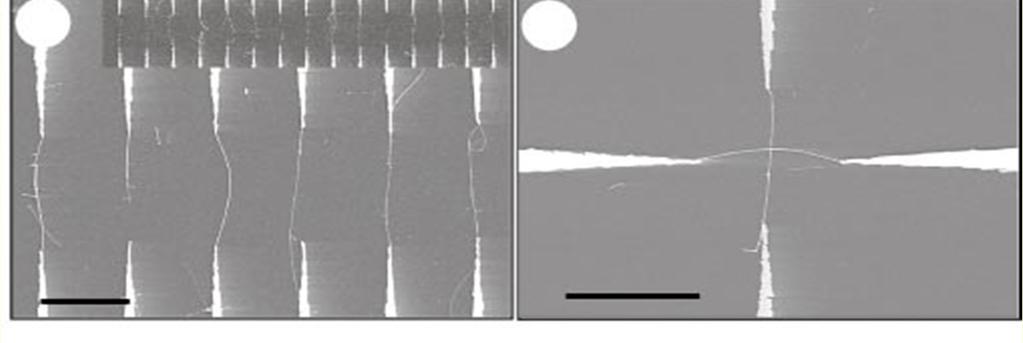 The InP nanowres were suspended n chlorobenzene and algned usng an appled bas of 100 V. (c) Spatally postoned parallel array of nanowres obtaned followng electrc-feld assembly usng a bas of 80 V.