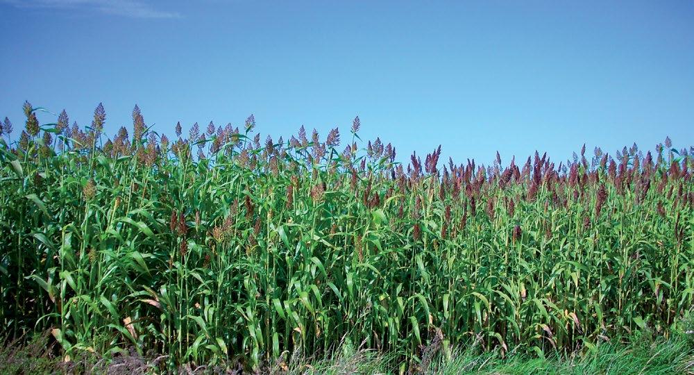 SORGO: Cecha wzorzec HUNOR Rh % wzorca Plon korzeni (dt/ha) 785 844 107,5 Technologiczny