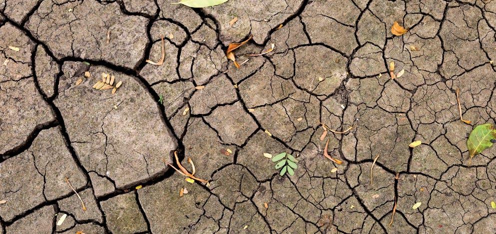 niedoboru wody Bez wysokich wymagań glebowych Dobre uzupełnienie w produkcji paszy