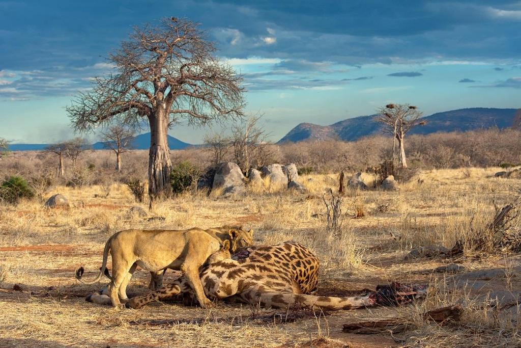 KRÓLESTWO LWÓW Lion Kingdom Premiera w piątek 10 sierpnia o godz. 19:00 (1x60 min) W Parku Narodowym Ruaha w Tanzanii trwa pora sucha.
