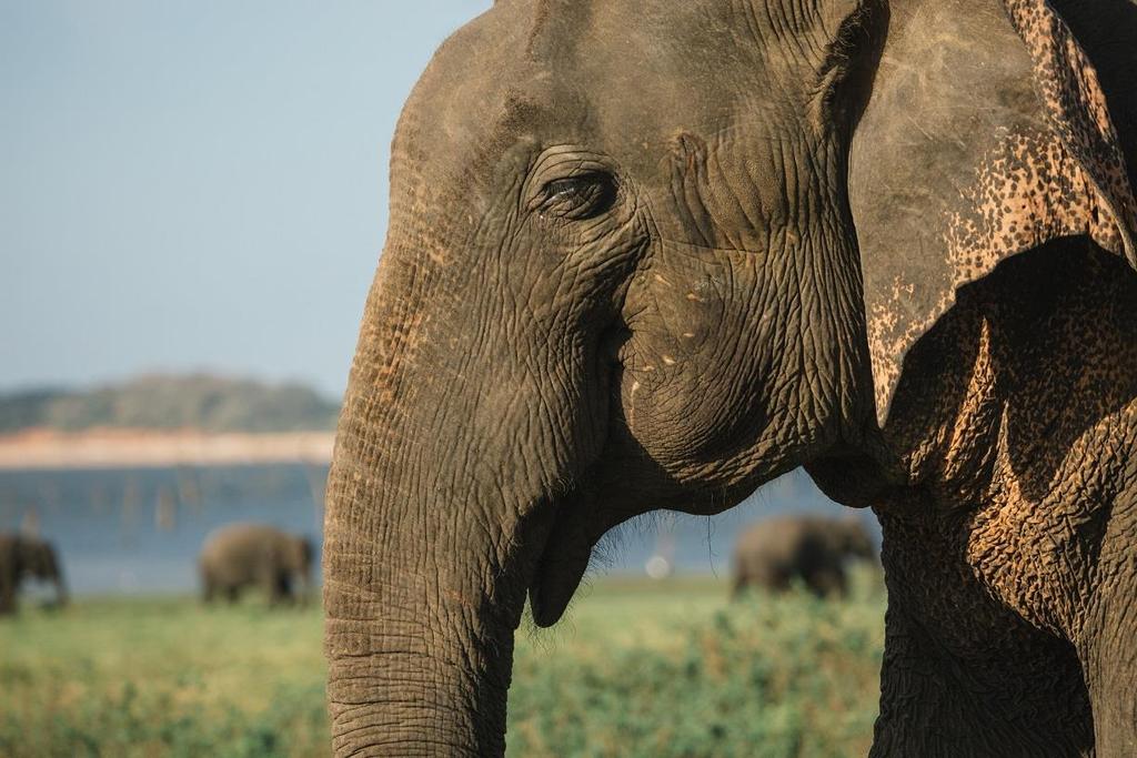 OSIEROCONE SŁONIĄTKO Operation Elephant (Baby Elephant Rescue) Premiera w niedzielę 12 sierpnia o godz.