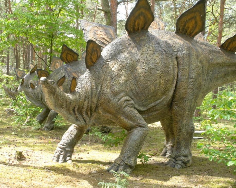 Stegosaurus (adult) waga ok.