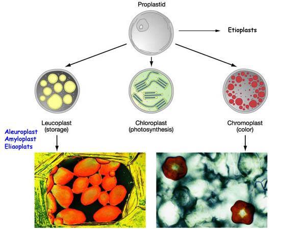 ONTOGENEZA PLASTYDÓW proplastyd etioplast leukoplast chloroplast chromoplast CHLOROPLASTY 1.