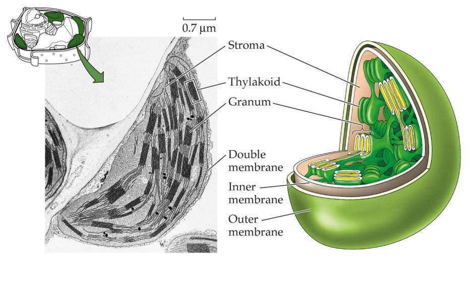 CHLOROPLAST stroma tylakoid granum podwójna membrana