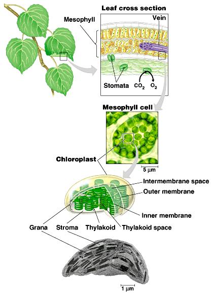 W 1 Wiadomości ogólne 1. Biologia nauka o życiu, co to jest życie? 2. Botanika nauka o roślinach, co to są rośliny? 3. Dyscypliny botaniczne 4.