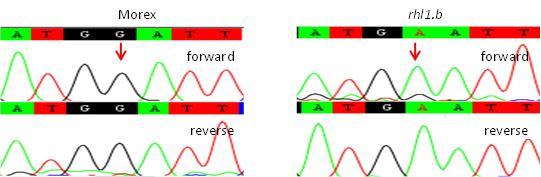 (A) Chromatogramy potwierdzają obecność zmiany typu In/Del o długości 147 nukleotydów dla