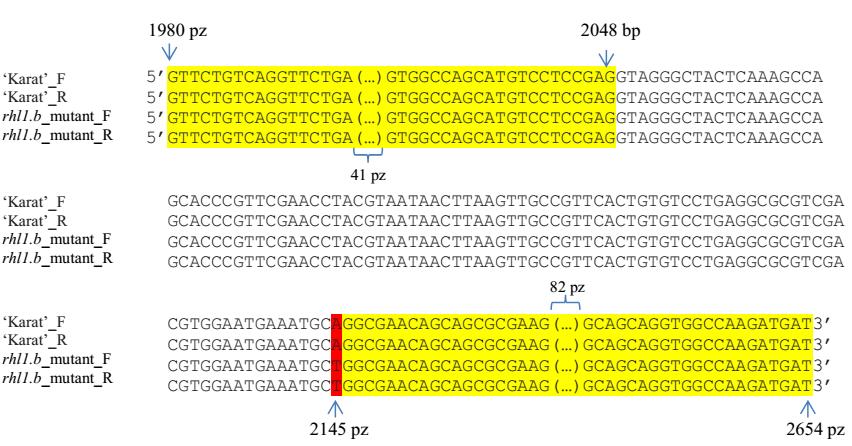 Rycina 4.8. Porównanie fragmentu sekwencji genu HORVU7Hr1G030250 dla mutanta rhl1.b i jego odmiany wyjściowej Karat. Zmieniony allel zawiera mutację punktową A T.