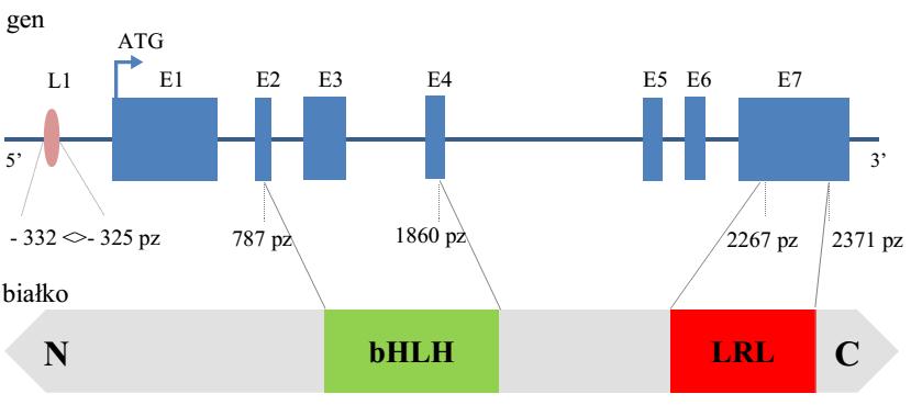 ekspresji genów przez białka bhlh, w związku z czym są ważne dla prawidłowego funkcjonowania tych białek (Heim i inni, 2003). Rycina 4.9.