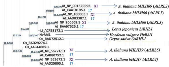 Ryc. 4.10. Drzewo filogenetyczne skonstruowane metodą największej wiarygodności przedstawiające fragment klastra obejmującego podrodzinę XI (17) białek bhlh.