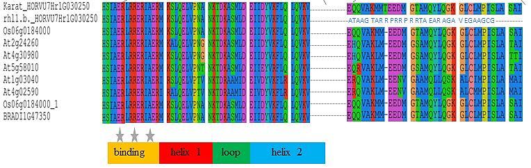 Rycina 4.14. Wyniki analizy in silico możliwego wpływu mutacji w genie HORVU7Hr1G030250 na syntetyzowane białko. B) Porównanie domen bhlh i LRL genu HORVU7Hr1G030250 u odmiany Karat, mutanta rhl1.