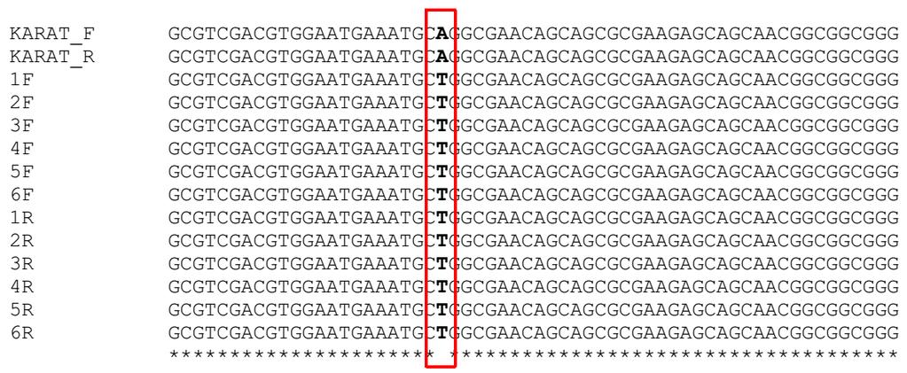 4.8. Weryfikacja ko-segregacji genu kandydackiego Hvrhl1 z fenotypem strefy włośnikowej korzeni W celu wstępnej weryfikacji czy gen kodujący białko bhlh może być odpowiedzialny za bezwłośnikowy