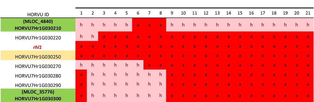 Rekombinanty F 2 pomiędzy flankującymi loci HORVU7Hr1G030210 i/lub HORVU7Hr1G030300, a genem rhl1. 10.3 12.5 MLOC_4840 (3_0752) rhl1 14.0 MLOC_35776 Rycina 4.17.