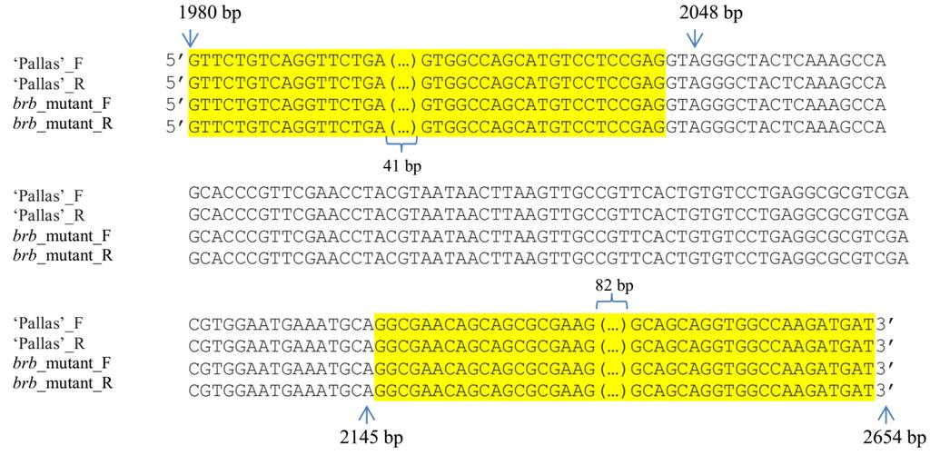 4.9. Analiza sekwencji genu HORVU7Hr1G030250 u bezwłośnikowego mutanta brb We wcześniejszych pracach Katedry Genetyki UŚ wykazano, że geny warunkujące bezwłośnikowy fenotyp spontanicznego mutanta