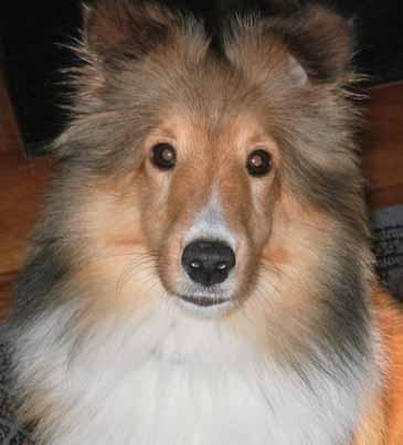 FIND MY DOG CHRIS Still Missing Since April 5th 2012 Chris is a 7 year old Sheltie (Shetland Sheepdog) About 25 lbs.