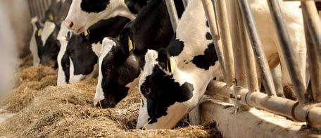 POLISH FEDERATION OF CATTLE BREEDERS AND DAIRY FARMERS FEEDING ADVISORY The PFHBiPM Feeding Advisors Group specialises in helping farms by identifying optimal and modern solutions in the field of