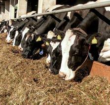 They keep a herd of about 30 dairy cows and 12 young stock. Heifers are for herd replacement, and bulls for fattening.