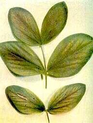 temperatury powietrza. Niedobór magnezu. Pierwsze objawy obserwowane są na starszych liściach, u których następuje żółknięcie blaszki między nerwami.