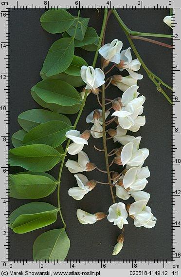 Robinia pseudoacacia