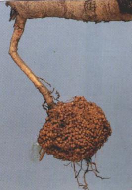 Rhizobium.