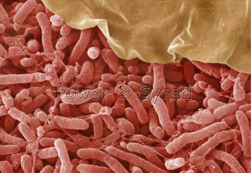 Bakterie wiążą azot z powietrza, wiążą go w