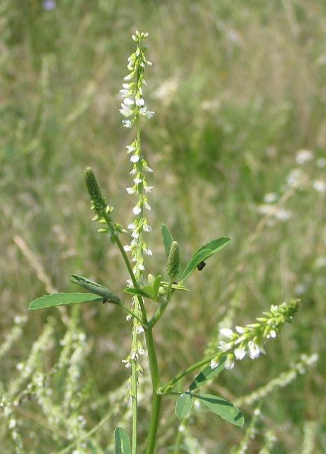 Gatunek rośliny Łubin (Lupinus) Groch