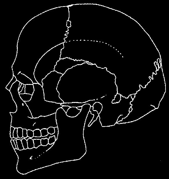 os bregmatica d.