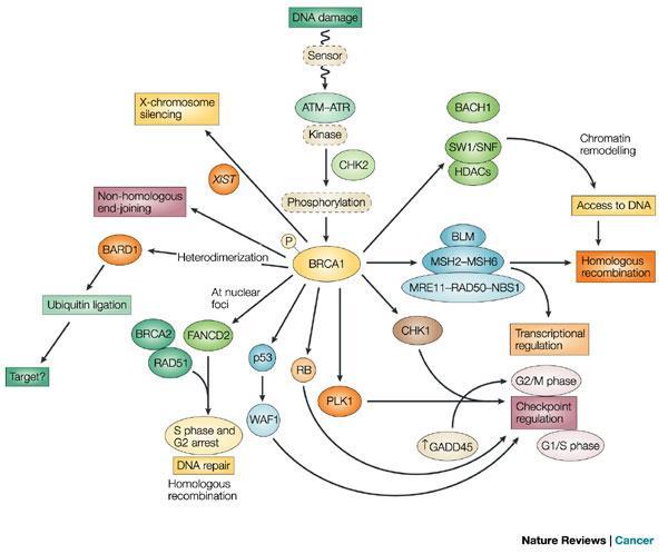 (HRD=homologous recombination deficiency)