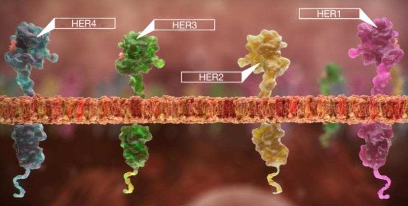 HER2 HER2 to protoonkogen ERBB-2 znajdujący się na chromosomie 17 (17q21.