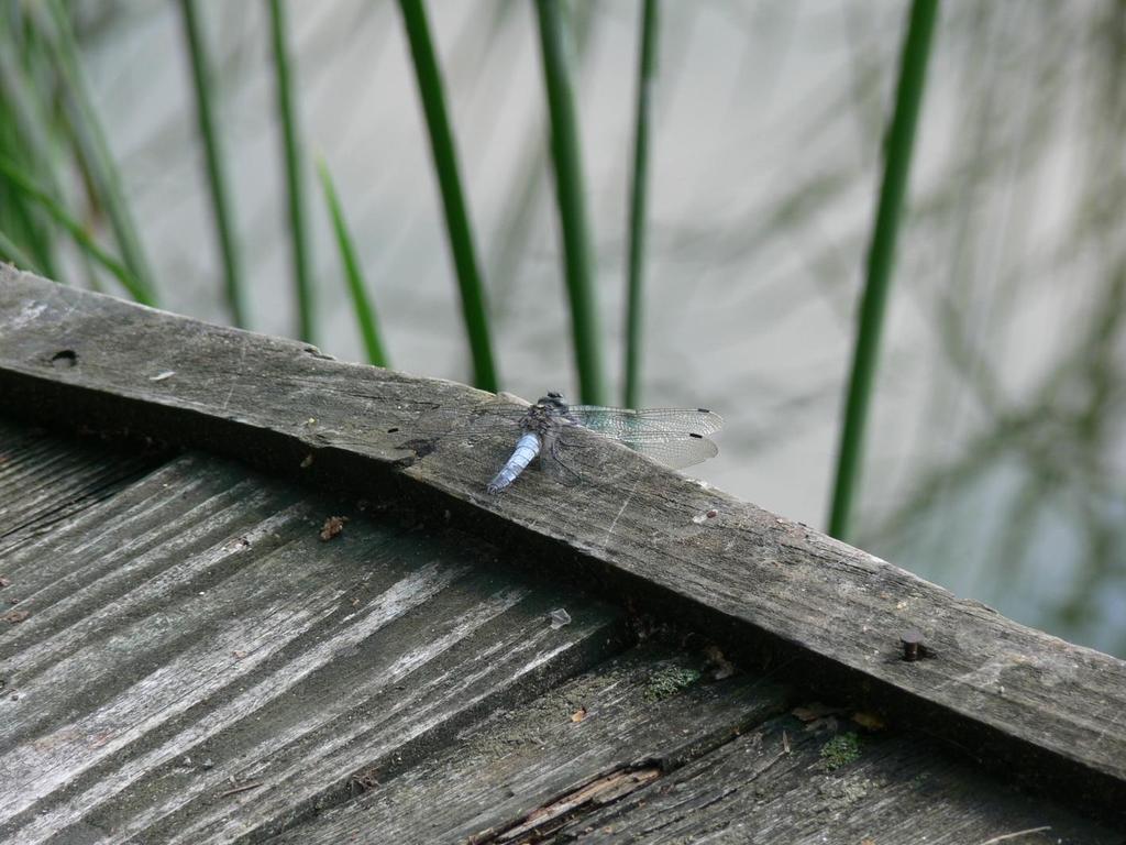 Odonatrix 14_2 (2018) Fot. 3. Orthetrum cancellatum typowy gatunek Jez. Wojnowskiego Wschodniego i Jez.