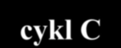 cykl