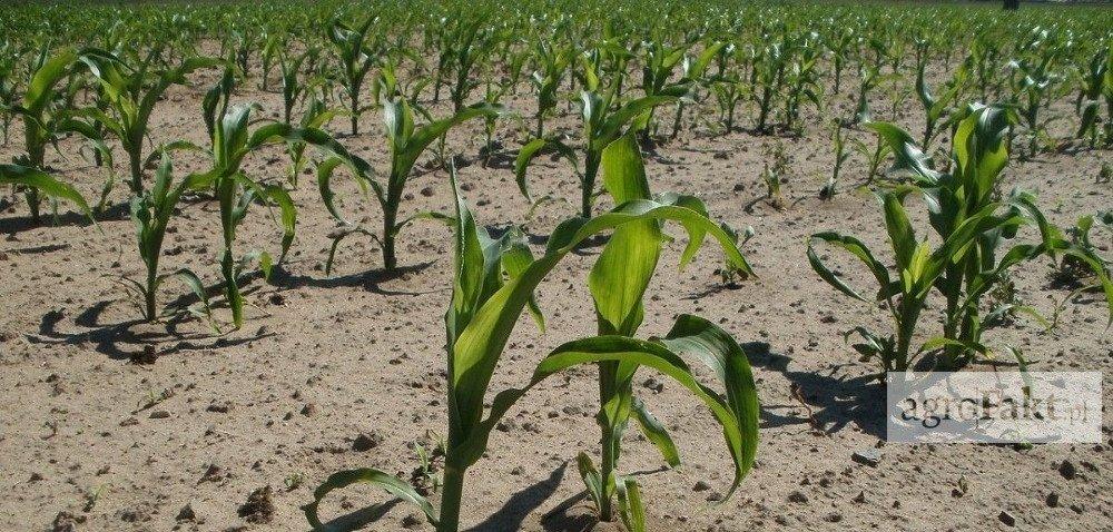 https://www. Co wpływa na wykorzystanie potencjału plonotwórczego kukurydzy? Autor: dr hab.